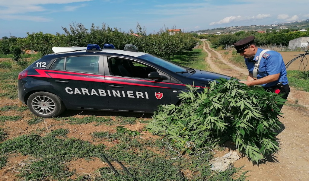 San Pier Niceto. Coltivazione di cannabis, arrestato 59enne
