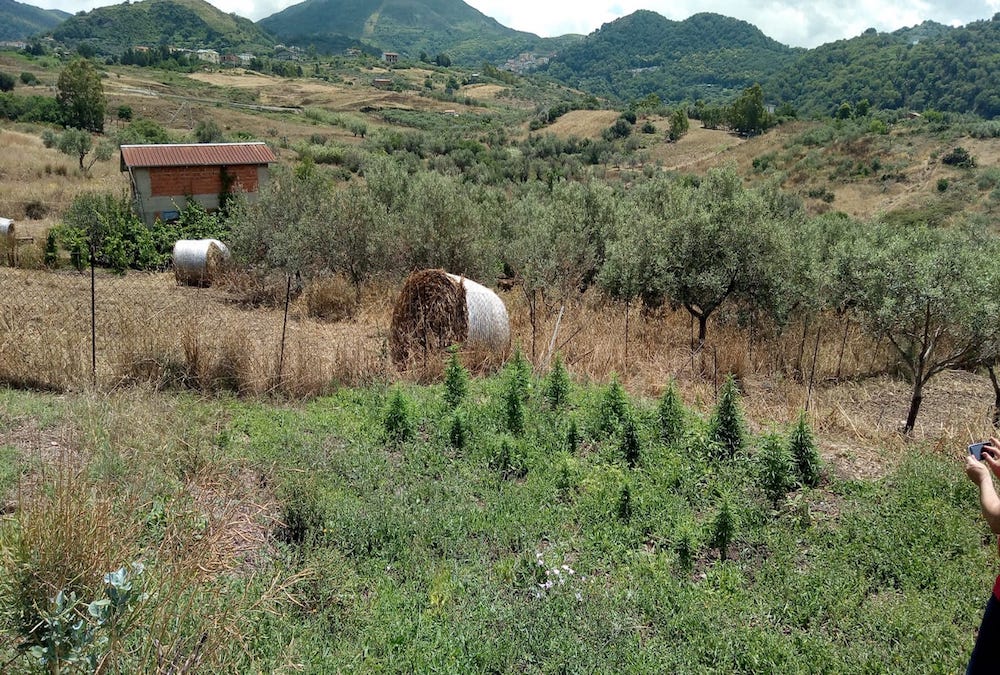 Barcellona Pozzo di Gotto. Coltivava piante di marijuana in un terreno a Castroreale. Nei guai un 35enne