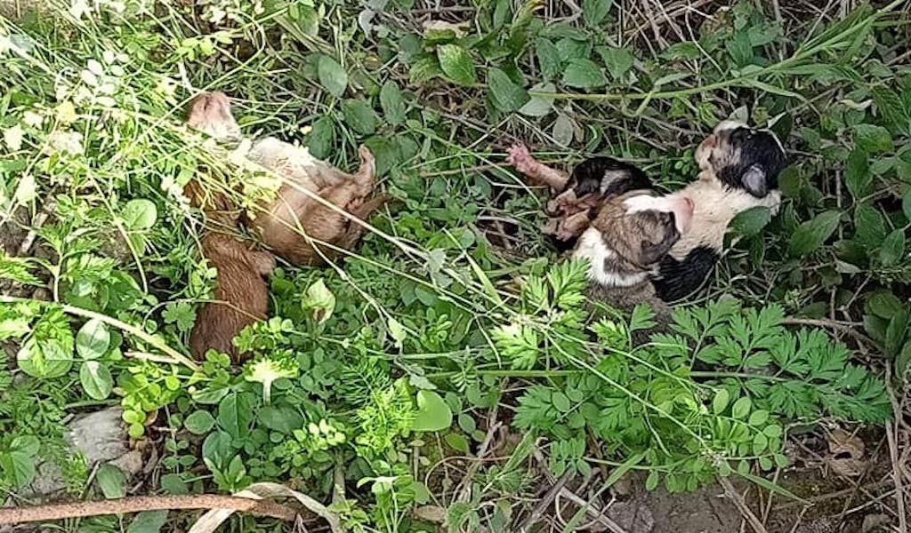 Legambiente del Longano salva una cucciolata abbandonata lungo il Patrì e denuncia il degrado lungo il Torrente
