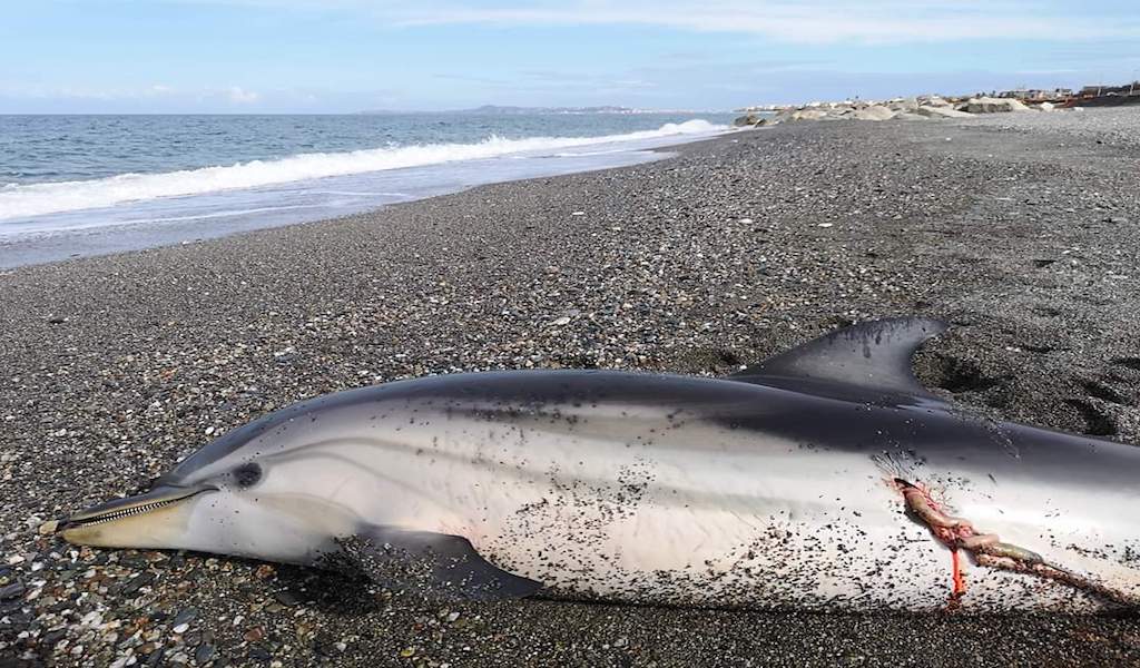 Esemplare di delfino stenella ritrovato spiaggiato a Marchesana